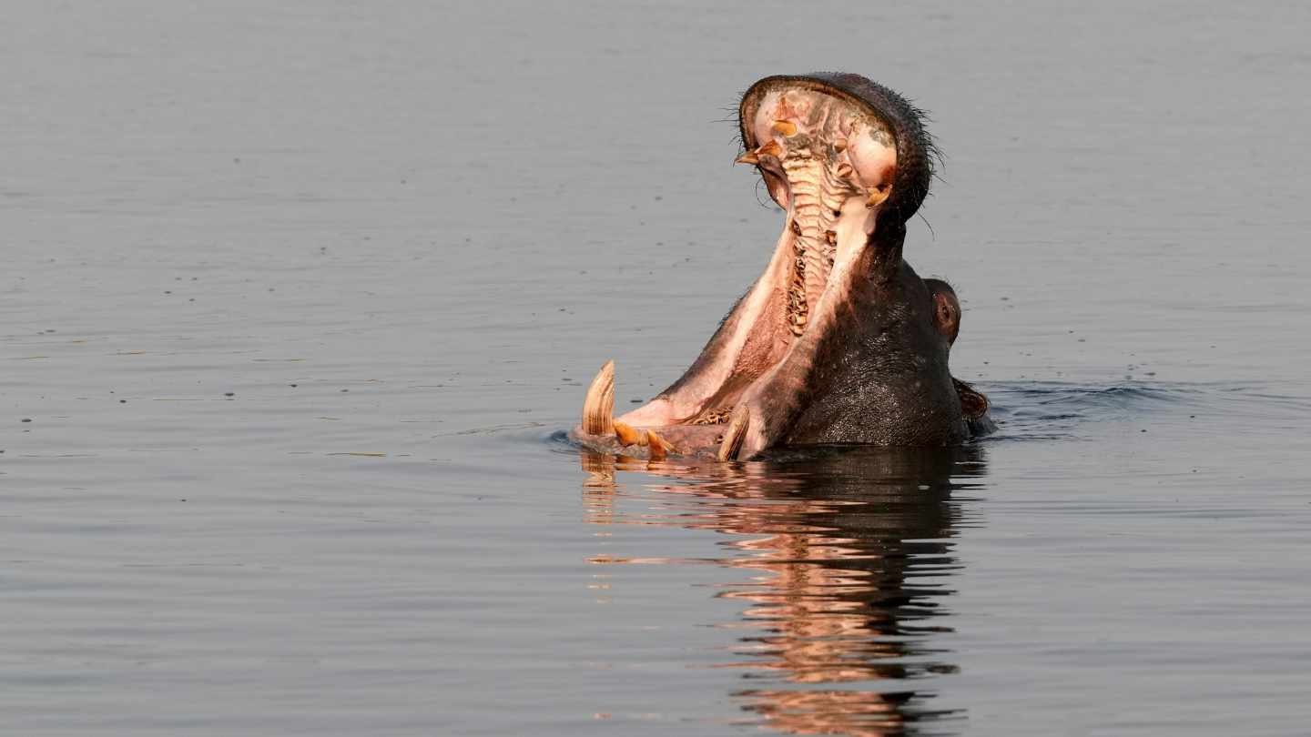 Hippo in Water Hippo in Water