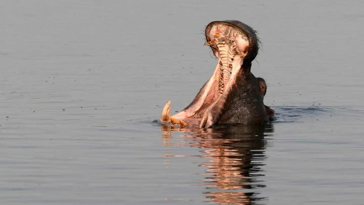 Hippo in Water